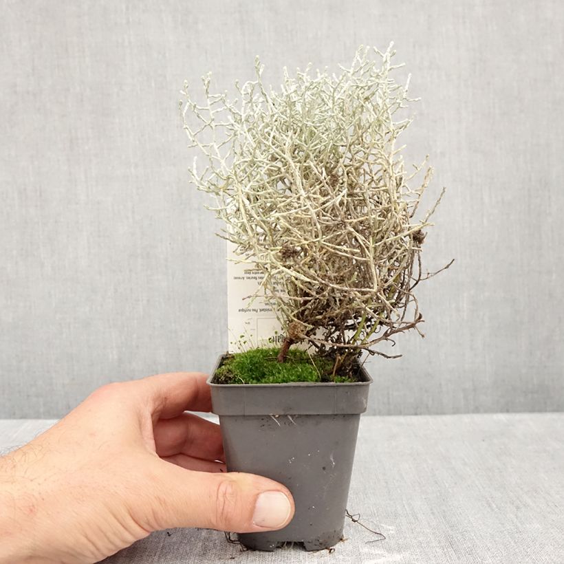 Ejemplar de Leucophyta brownii - Planta del cojín plateado Maceta de 8/9 cm entregado en otoño