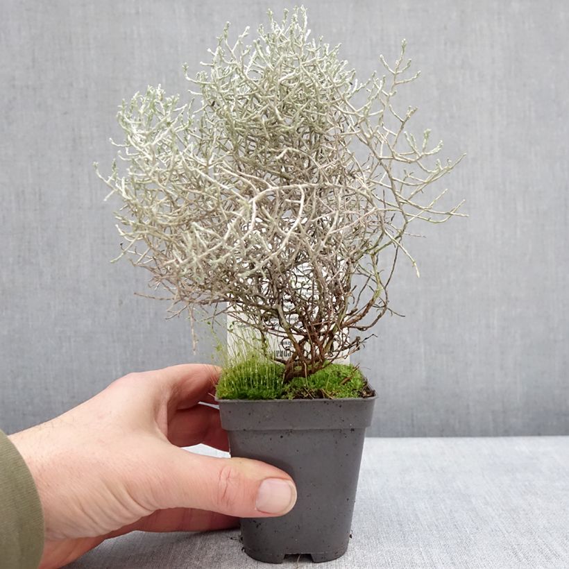 Leucophyta brownii - Planta del cojín plateado Maceta de 8/9 cm Ejemplar entregado en invierno