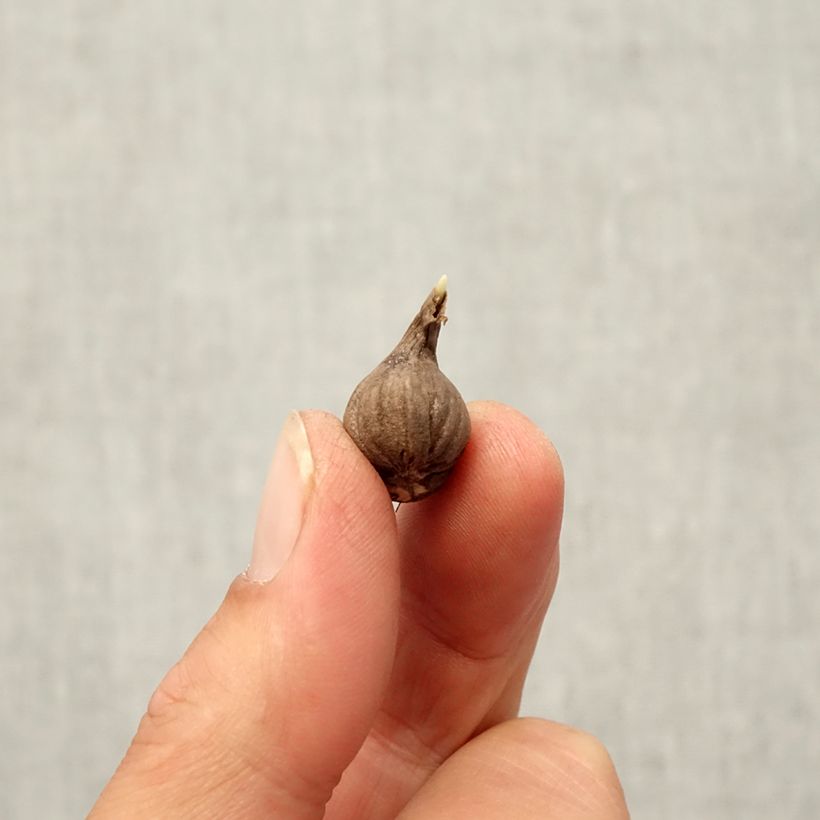 Ejemplar de Calochortus lilacinus Cupido - Mariposa Lili Bulbo calibre 4+ entregado en otoño