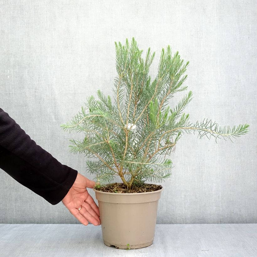 Ejemplar de Calothamnus quadrifidus Grey Form Maceta 4L/5L entregado en otoño