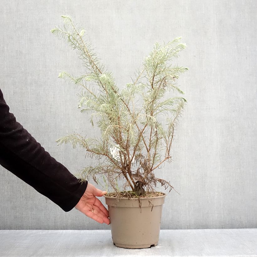 Calothamnus quadrifidus Grey Form Maceta 4L/5L Ejemplar entregado en invierno