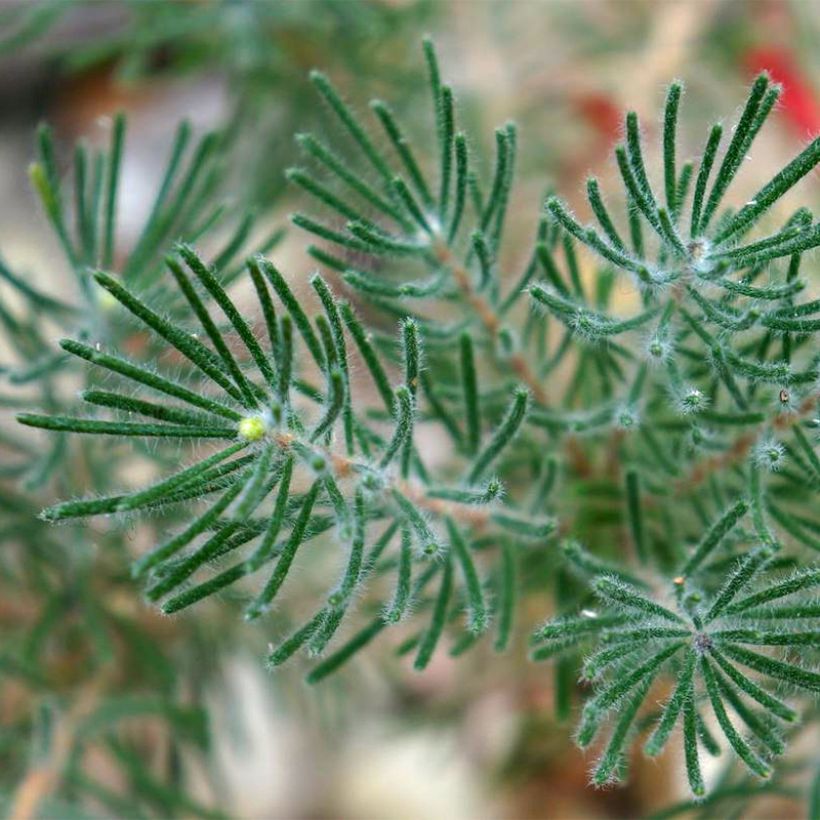 Calothamnus quadrifidus Grey Form (Follaje)