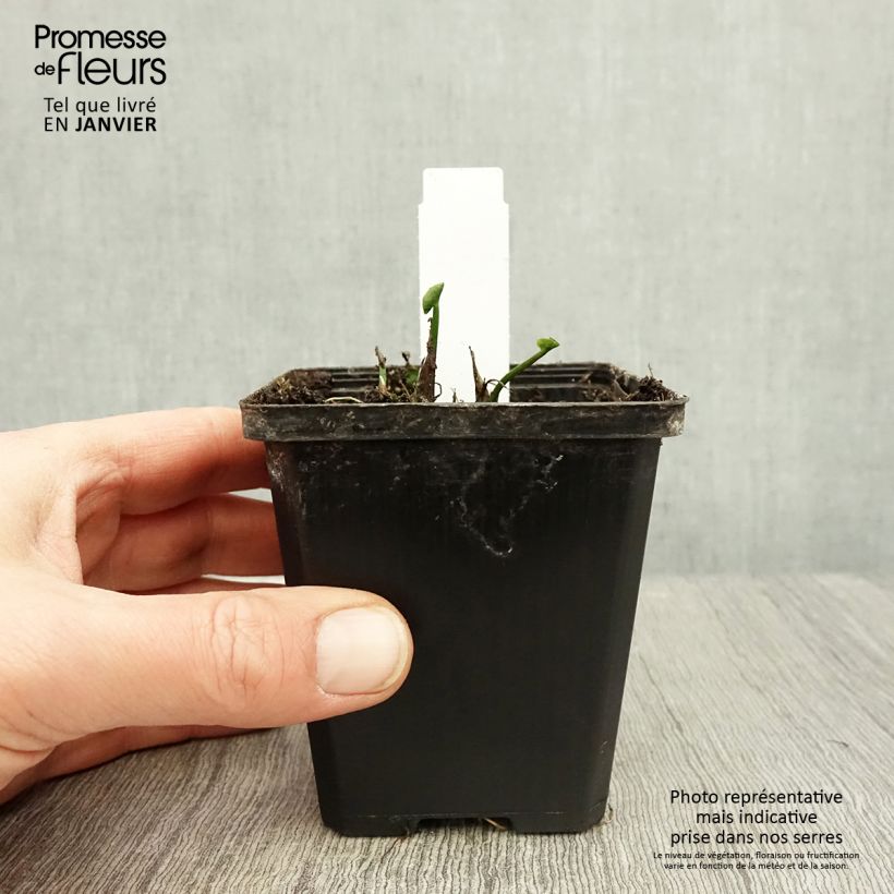 Caltha palustris Plena - Hierba centella Maceta de 8/9 cm Ejemplar entregado en invierno