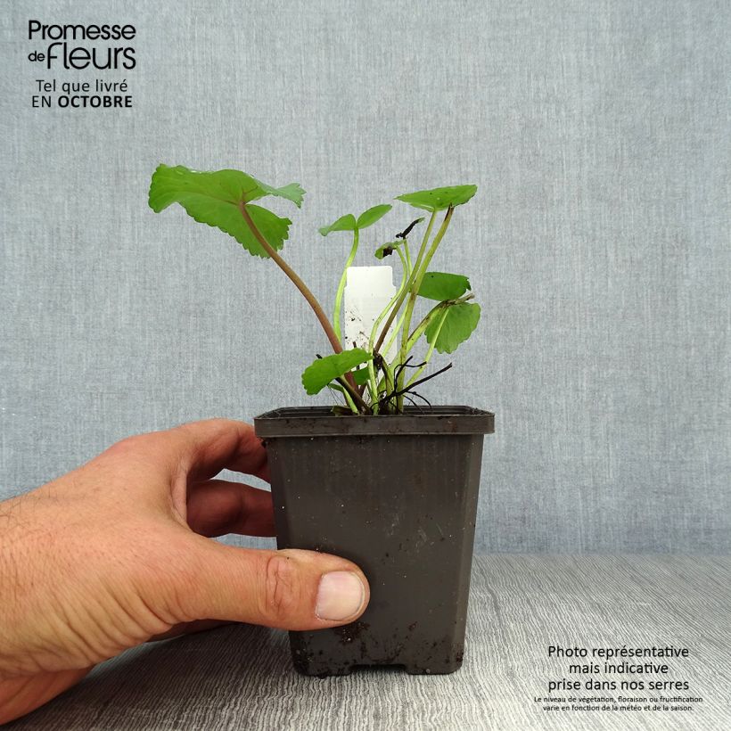 Ejemplar de Caltha palustris Polypetala - Hierba centella Maceta de 8/9 cm entregado en otoño
