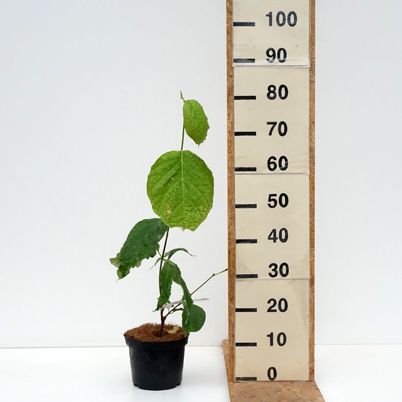 Ejemplar de Calycanthus chinensis - Árbol de las anémonas Maceta 3L/4L entregado en otoño