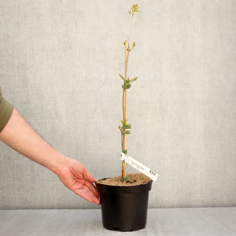 Calycanthus chinensis - Árbol de las anémonas Maceta 3L/4L Ejemplar entregado en la primavera