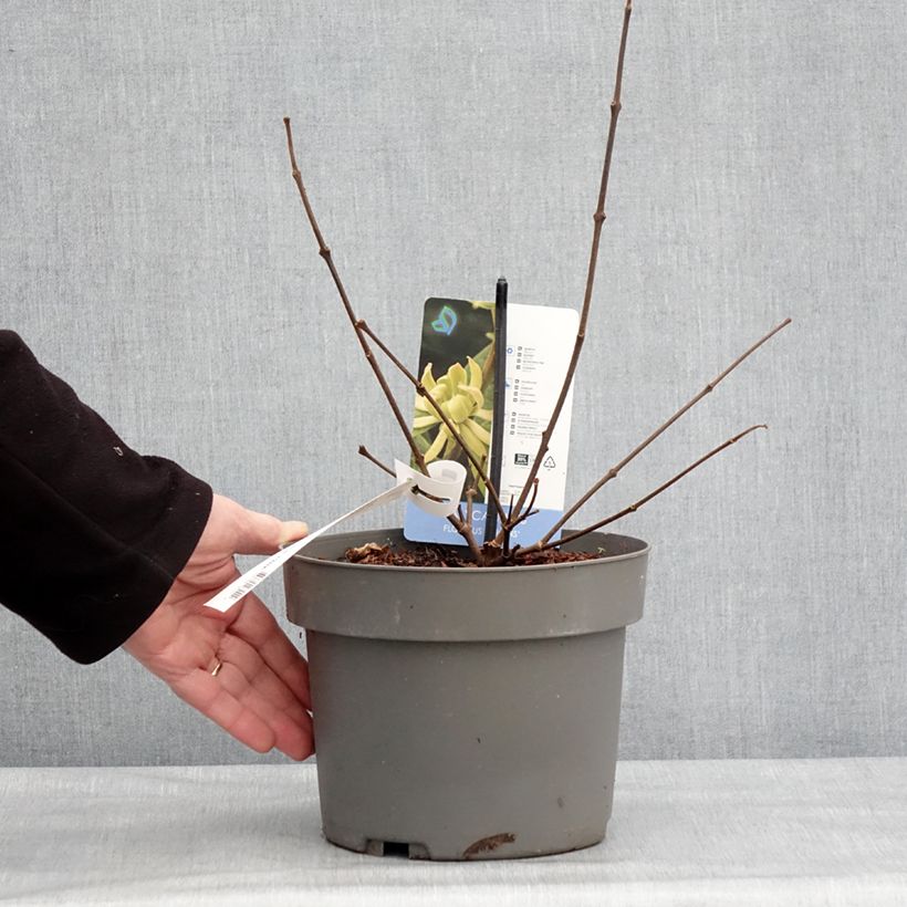 Calycanthus floridus Athens- Árbol de las anémonas Maceta 3L/4L Ejemplar entregado en invierno