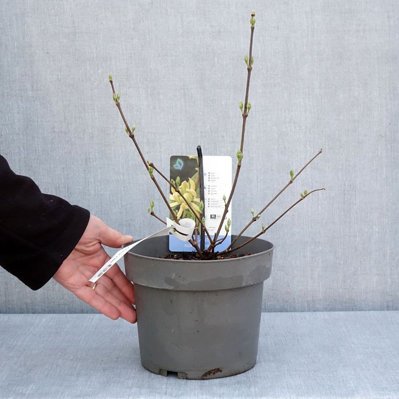 Calycanthus floridus Athens- Árbol de las anémonas Maceta 3L/4L Ejemplar entregado en la primavera