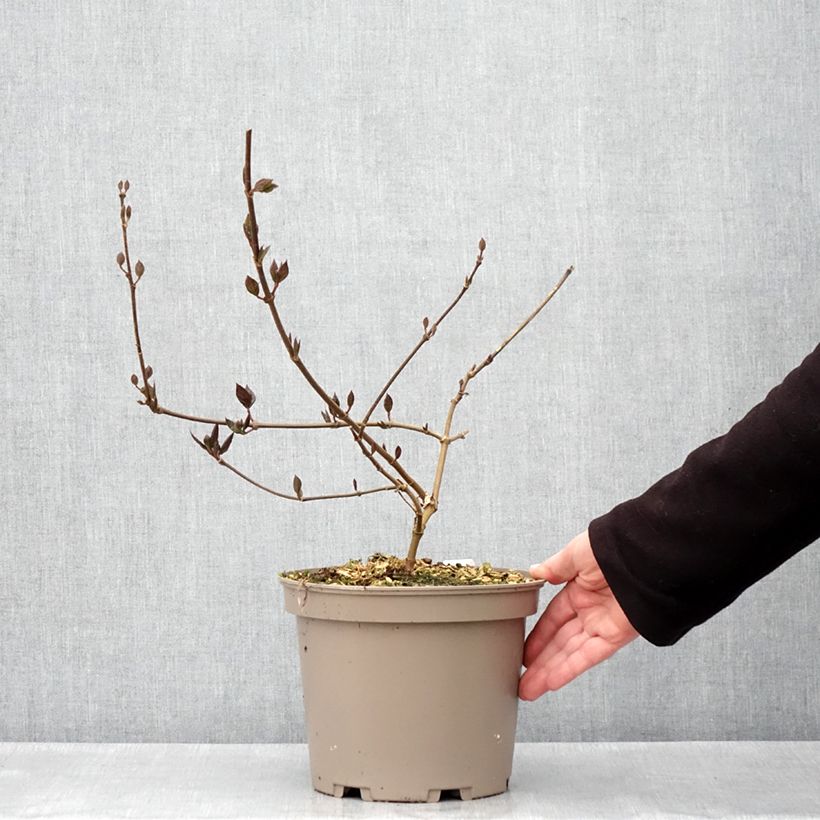 Calycanthus floridus Burgundy Spice - Árbol de las anémonas Maceta 4L/5L Ejemplar entregado en la primavera