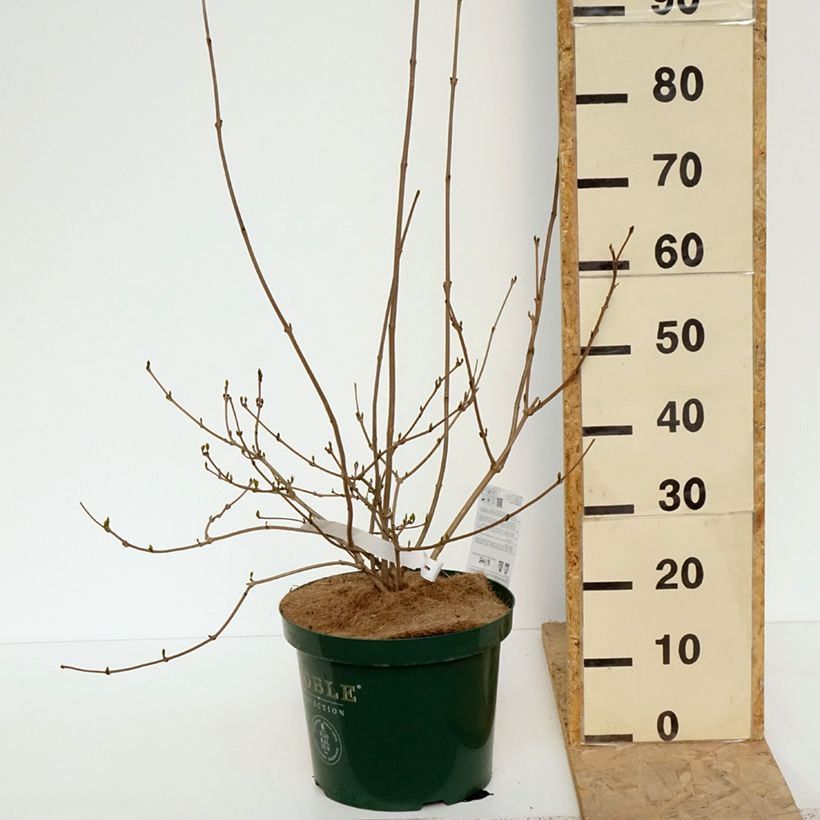 Calycanthus raulstonii Venus - Árbol de las anémonas Maceta 7,5L/10L Ejemplar entregado en la primavera