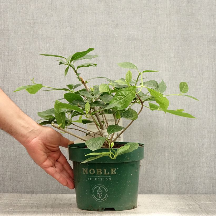 Ejemplar de Calycanthus raulstonii Venus - Árbol de las anémonas Maceta 3L/4L entregado en verano