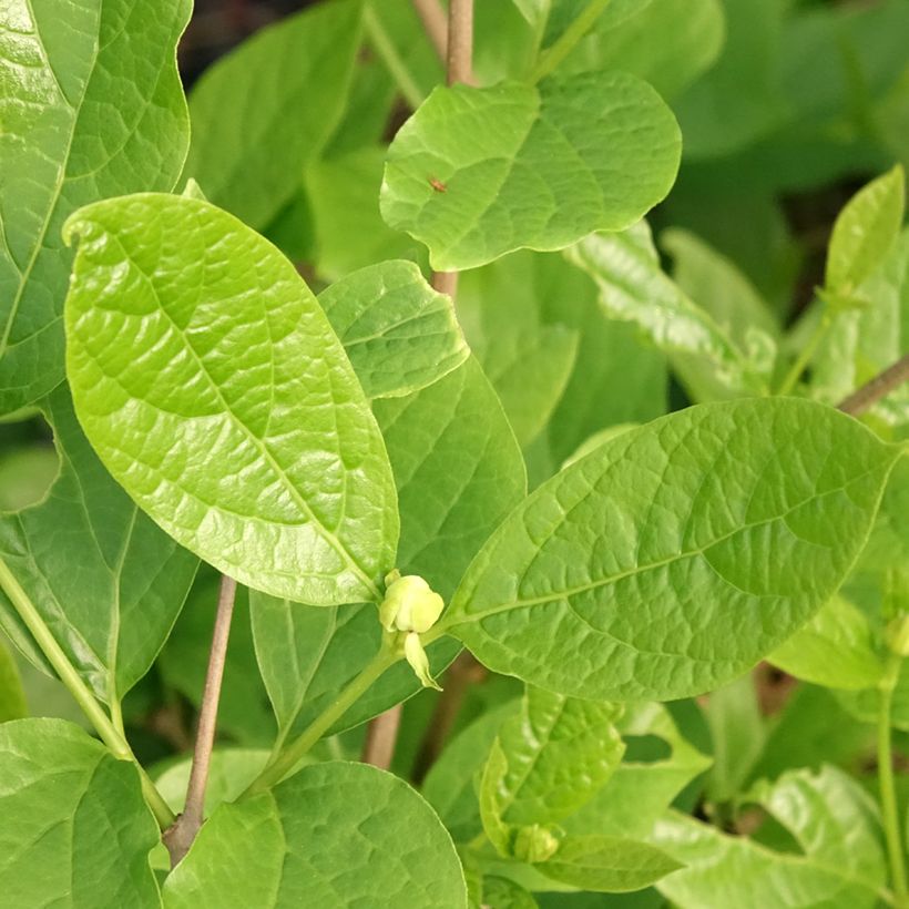 Calycanthus raulstonii Venus - Árbol de las anémonas (Follaje)