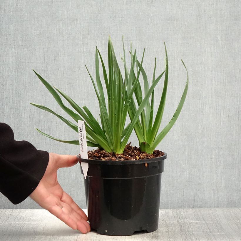 Camassia cusickii Maceta 2L/3L Ejemplar entregado en la primavera