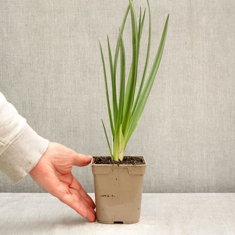 Camassia leichtlinii Alba Maceta de 12 cm / 13 cm calibre 14+ Ejemplar entregado en la primavera