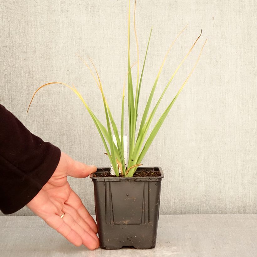 Camassia leichtlinii Alba Maceta 1L/1,5L calibre 14+ Ejemplar entregado en la primavera