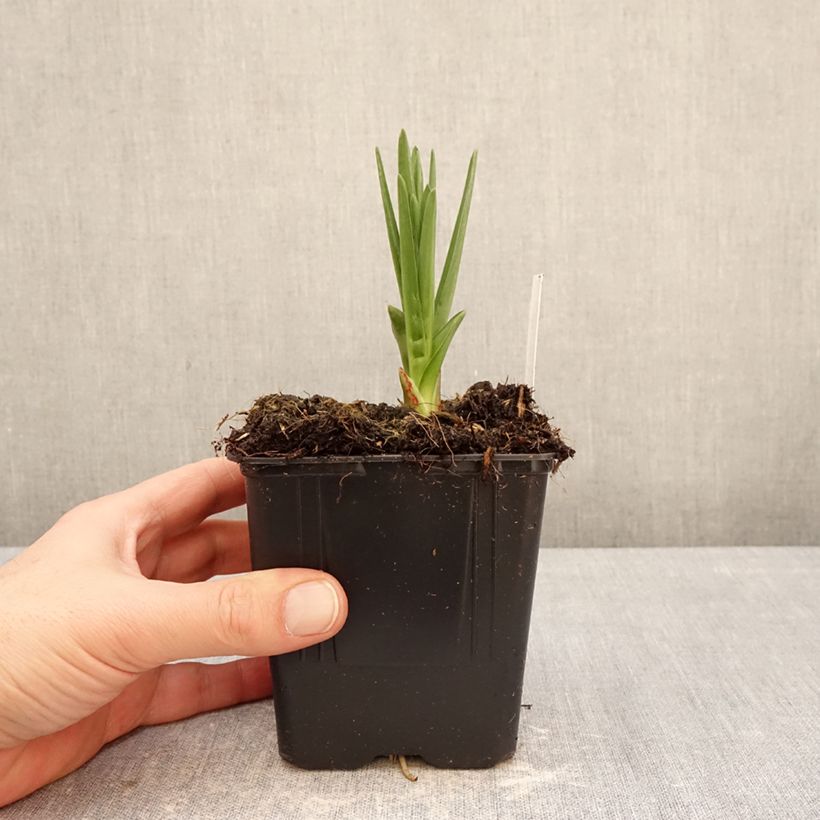 Camassia leichtlinii Caerulea Maceta 1L/1,5L Ejemplar entregado en invierno