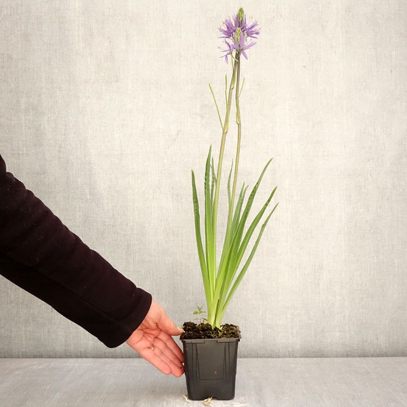 Camassia leichtlinii Caerulea Maceta 1L/1,5L Ejemplar entregado en la primavera