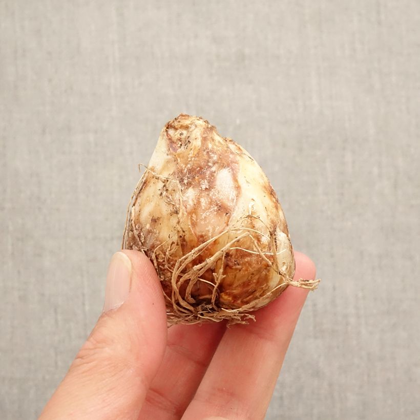 Camassia leichtlinii Sacajawea Bulbo calibre 14+ Ejemplar entregado en la primavera