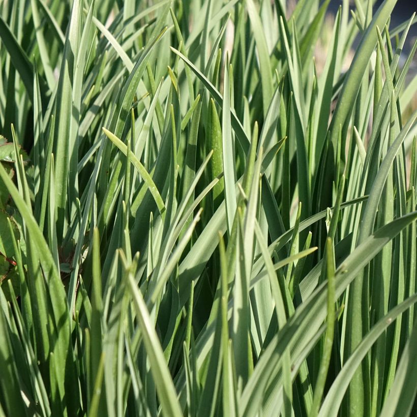 Camassia leichtlinii Silk River (Floración)