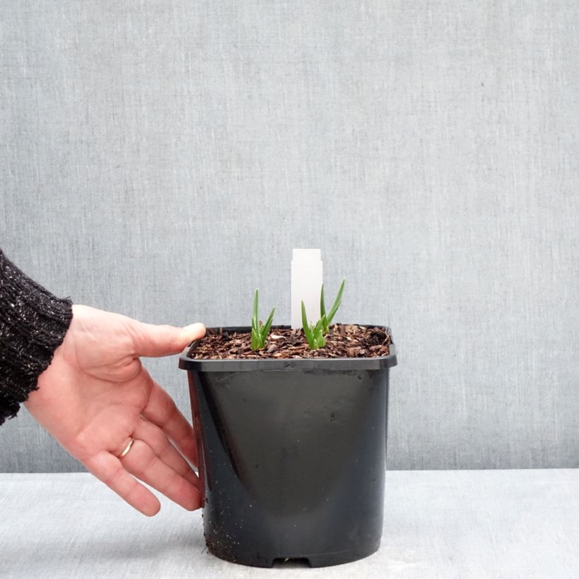 Camassia leichtlinii Silk River Maceta 2L/3L Ejemplar entregado en invierno