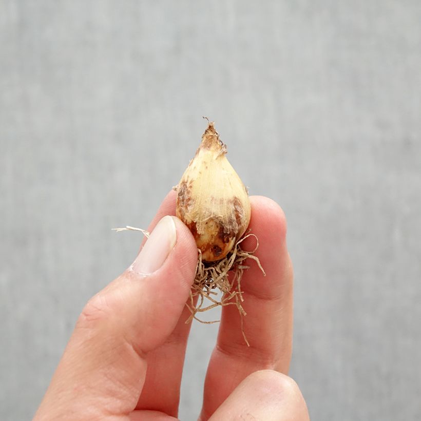 Camassia quamash Blue Melody Bulbo calibre 6+ Ejemplar entregado en la primavera