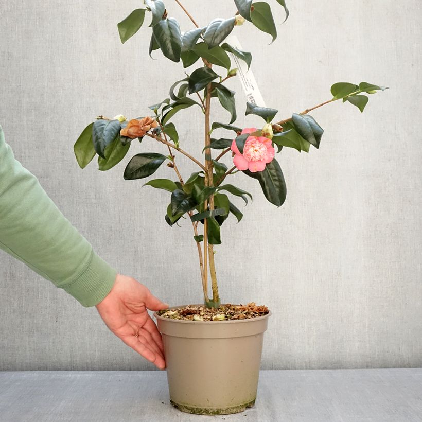 Camellia japonica Baby Sis Pink Maceta 4L/5L Ejemplar entregado en invierno
