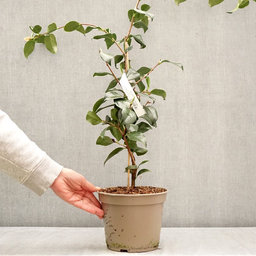 Camellia japonica Baby Sis Pink Maceta 4L/5L Ejemplar entregado en la primavera