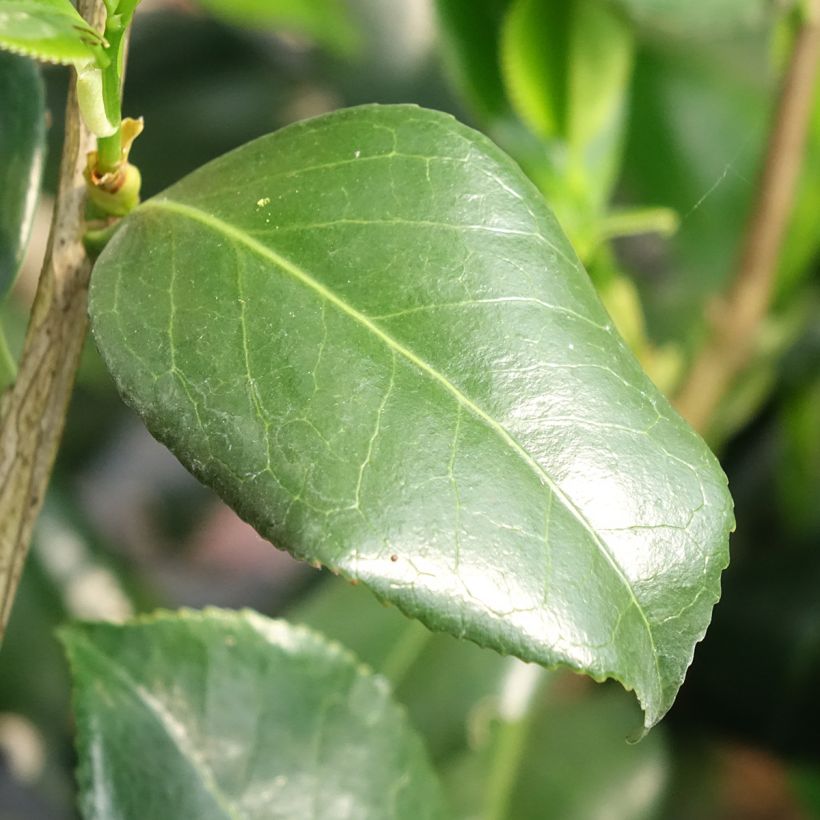 Camellia japonica Betty Foy Sanders  (Follaje)