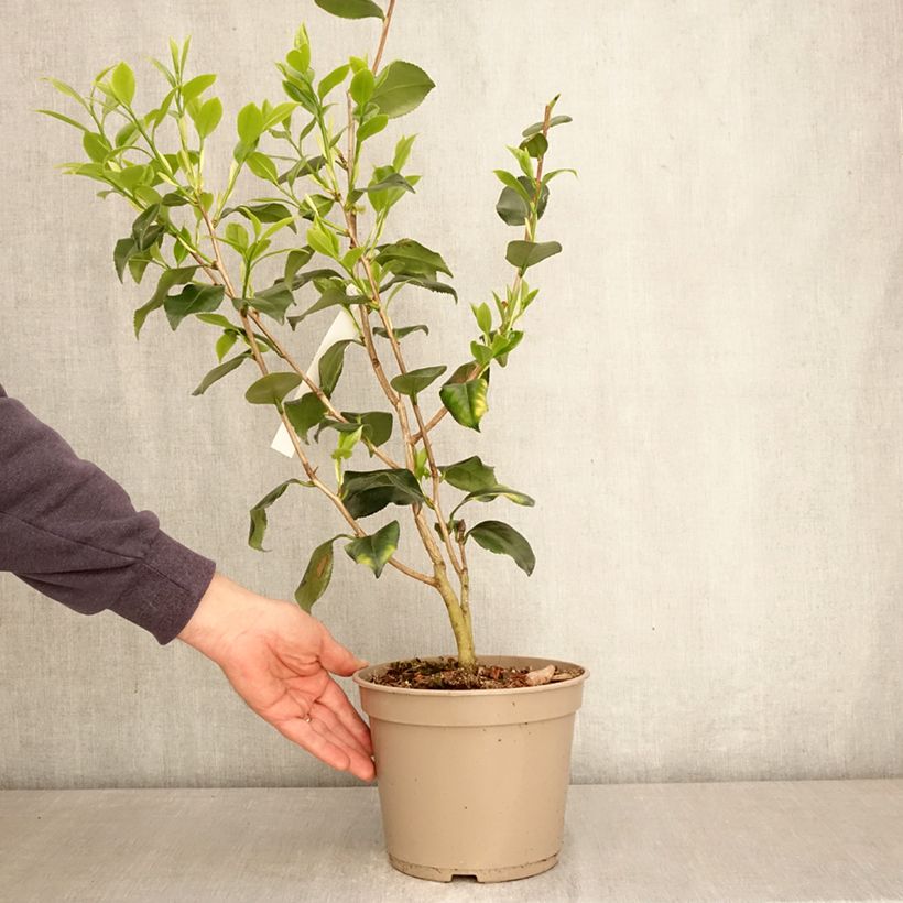 Camellia japonica Betty Foy Sanders  Maceta 4L/5L Ejemplar entregado en la primavera