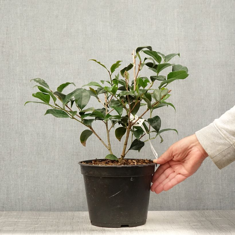 Ejemplar de Camellia japonica Bob's Tinsie Maceta 4L/5L entregado en verano