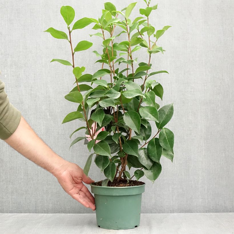 Ejemplar de Camellia japonica Bonomiana Maceta 3L/4L entregado en verano