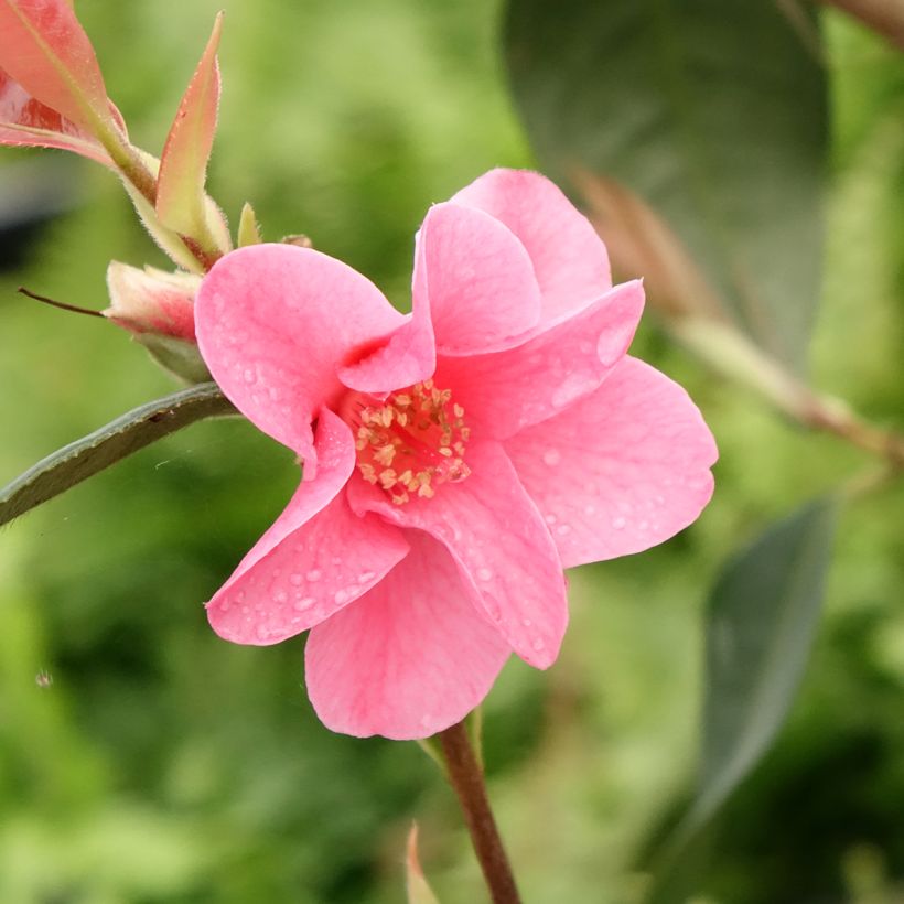 Camellia reticulata Crimson Candles (Floración)