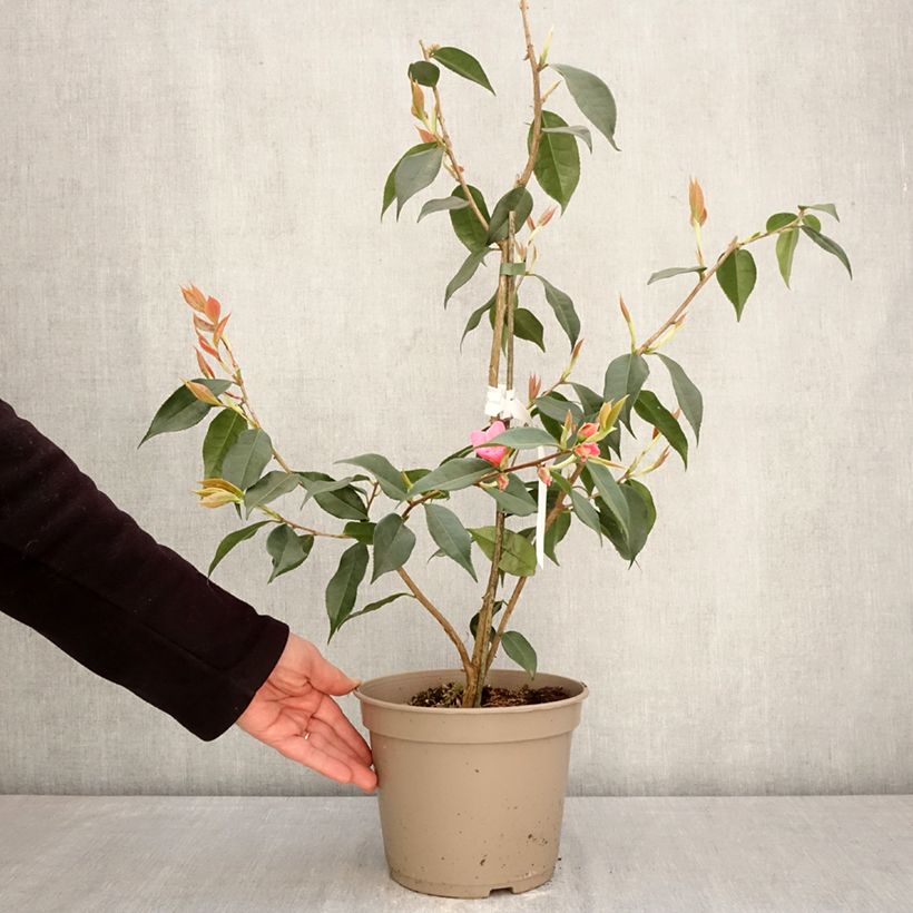 Camellia reticulata Crimson Candles Maceta 4L/5L Ejemplar entregado en la primavera