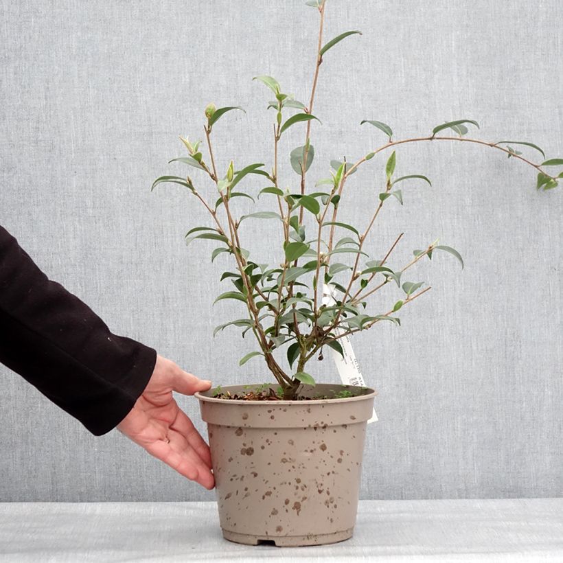 Camellia Fairy Wand Maceta 3L/4L Ejemplar entregado en invierno