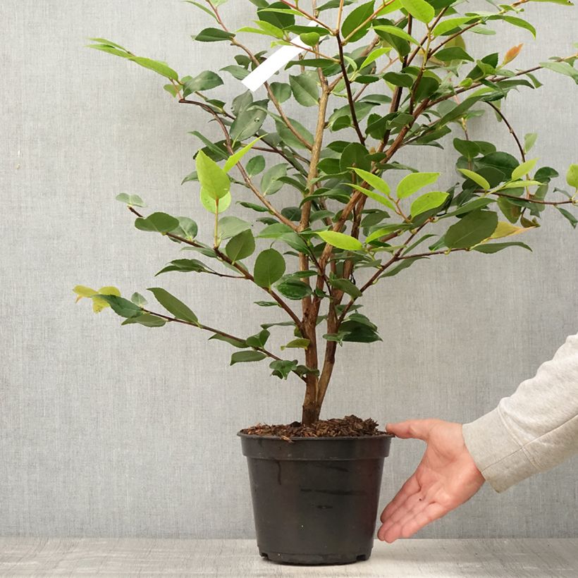 Ejemplar de Camélia champêtre - Camellia High Fragrance Pot de 3L/4L entregado en verano