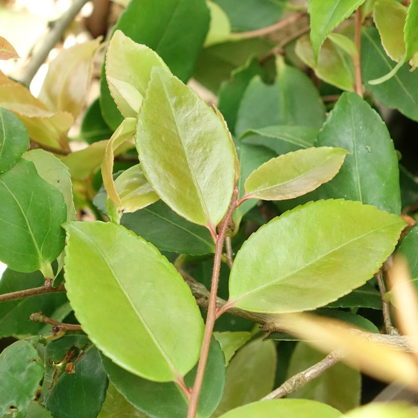 Camellia lutchuensis Quintessence (Follaje)