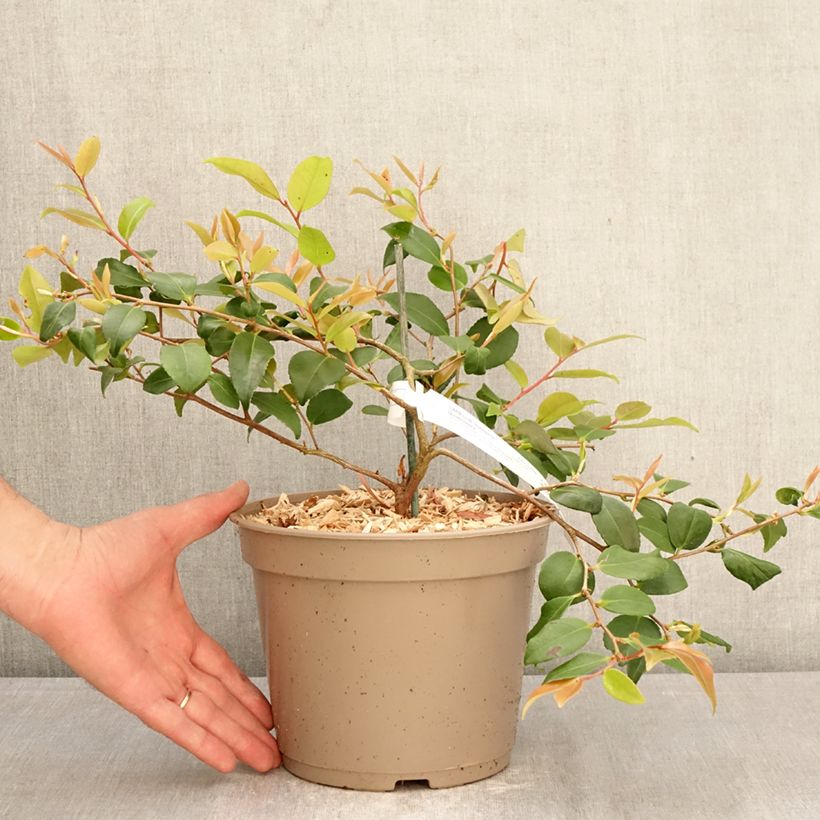 Camellia lutchuensis Quintessence Maceta 4L/5L Ejemplar entregado en la primavera