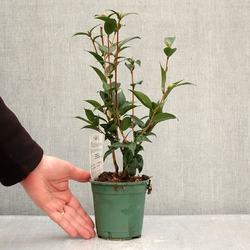 Camellia Spring Festival Maceta de 12 cm / 13 cm Ejemplar entregado en invierno