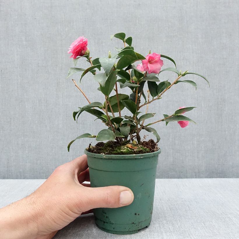 Camellia Spring Festival Maceta de 12 cm / 13 cm Ejemplar entregado en la primavera