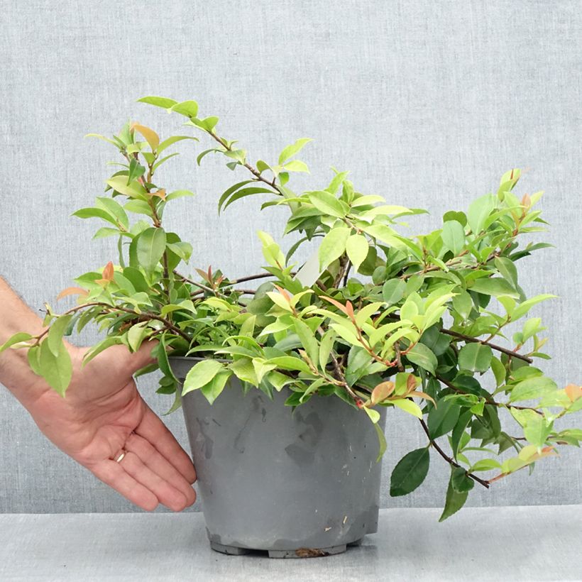Ejemplar de Camellia lutchuensis Sweet Emily Kate Maceta 4L/5L entregado en verano