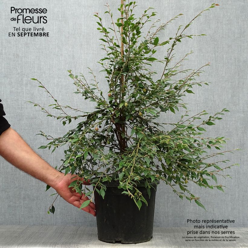 Ejemplar de Camellia rosthoriana Cupido Maceta 7,5L/10L entregado en otoño