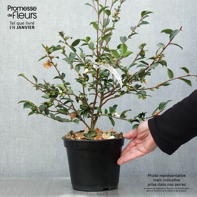 Camellia lutchuensis Fairy blush Maceta 3L/4L Ejemplar entregado en invierno