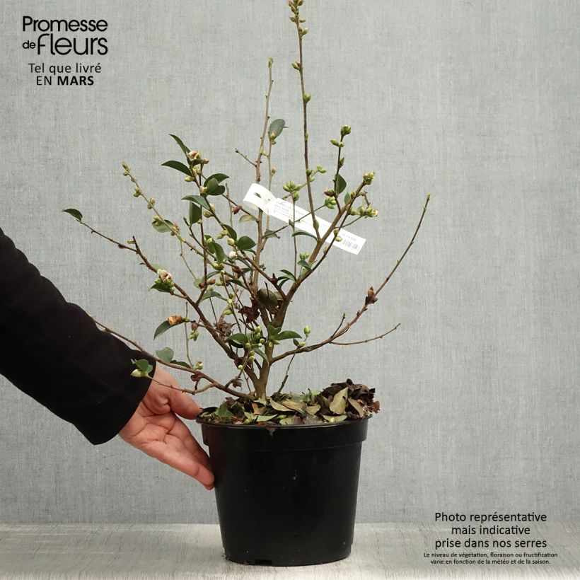 Camellia lutchuensis Fairy blush Maceta 3L/4L Ejemplar entregado en la primavera