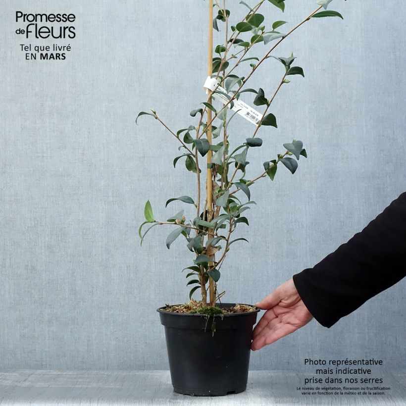 Camellia Gay Baby Maceta 4L/5L Ejemplar entregado en la primavera