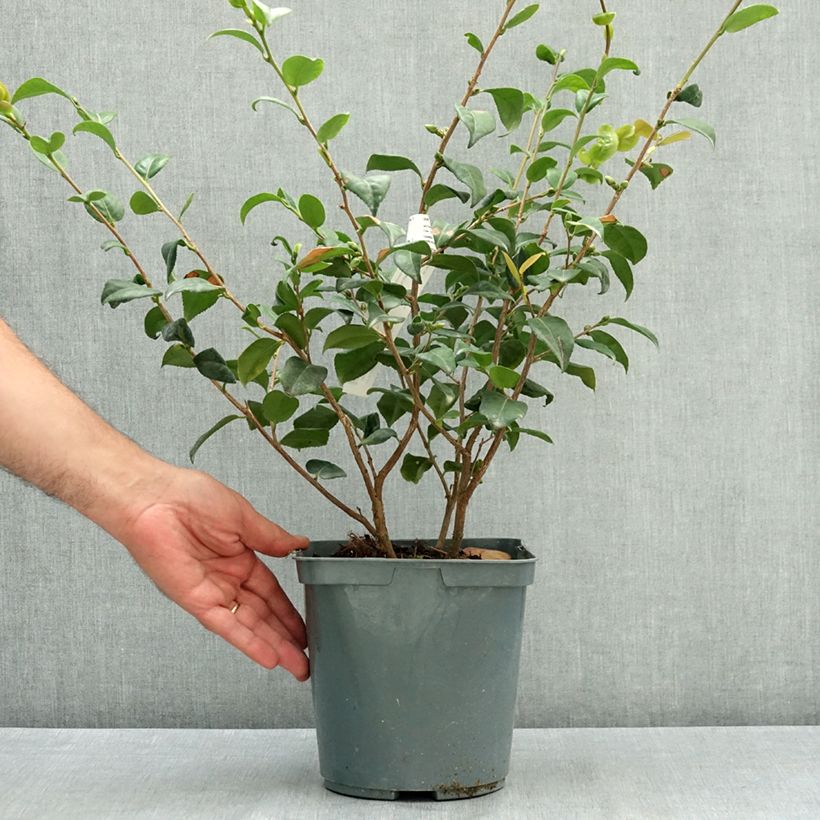 Ejemplar de Camélia champêtre Koto No Kaori  Pot de 4L/5L entregado en verano