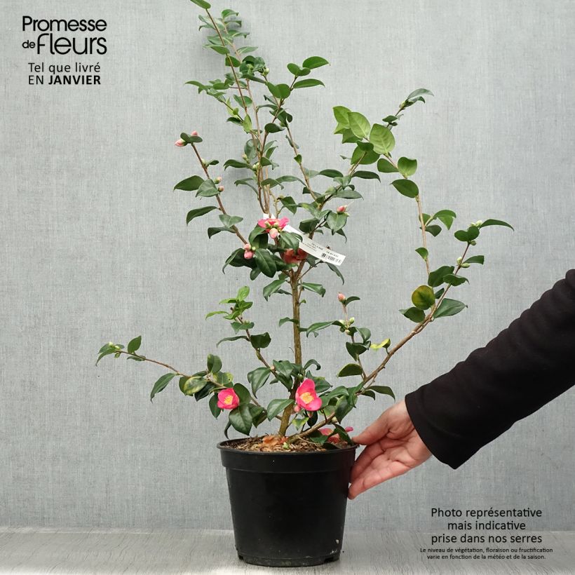 Camellia lutchuensis Koto No Kaori Maceta 4L/5L Ejemplar entregado en invierno