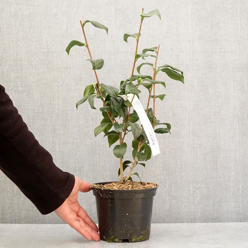 Camellia japonica Sweet Olive Maceta 2L/3L Ejemplar entregado en invierno