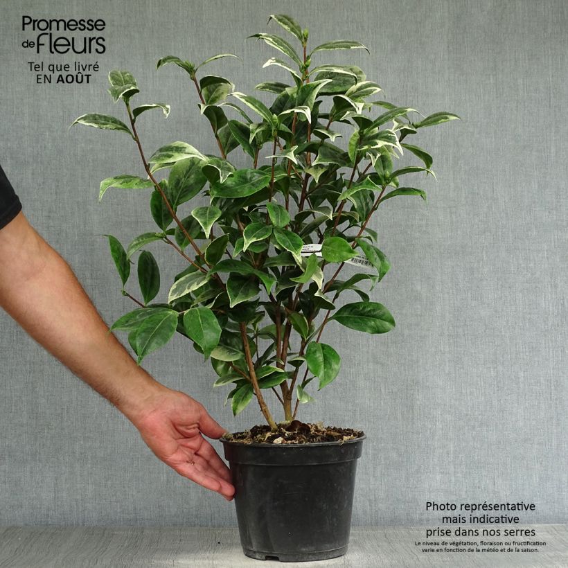 Ejemplar de Camellia japonica Kerguelen Maceta 4L/5L entregado en verano