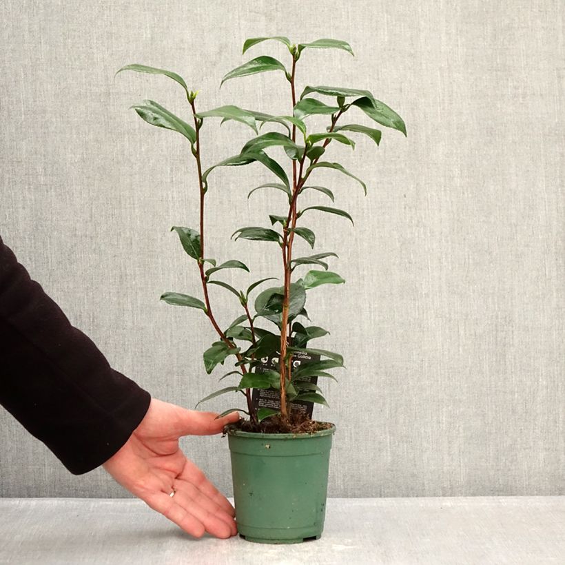 Camélia classique - Camellia Nuccio s Pearl Pot de 12 cm / 13 cm Ejemplar entregado en invierno