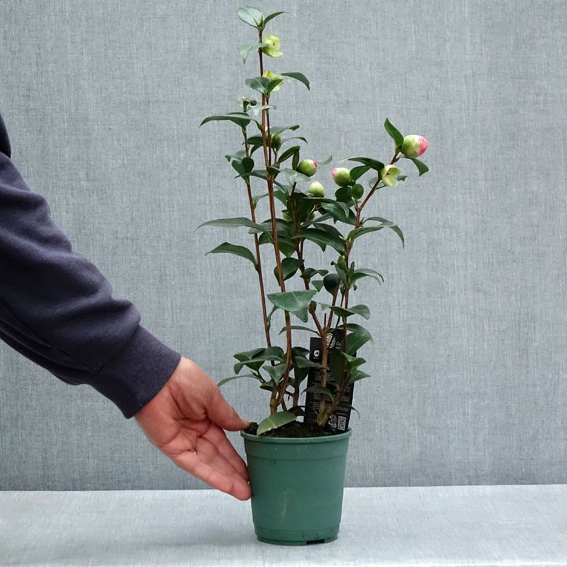 Camellia Nuccio s Pearl Maceta de 12 cm / 13 cm Ejemplar entregado en la primavera